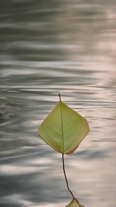 A_Leaf_Floating_In_The_Water_Minimalist_9-16_73