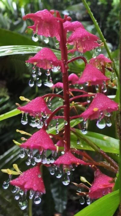 Raindrops_On_A_Red_Flower_Nature_9-16_134