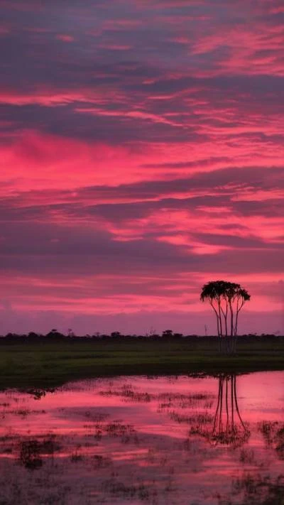 A_Pink_Sky_With_A_Tree_In_Landscapes_9-16_53