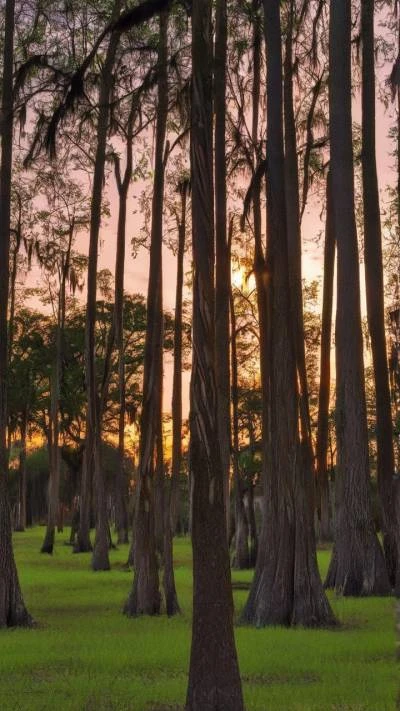 The_Sun_Sets_Behind_The_Trees_In_Landscapes_9-16_135