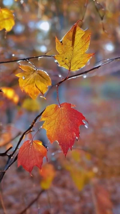 Autumn_Leaves_On_A_Branch_Seasonal & Holiday_9-16_33