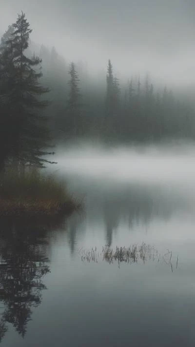 A_Foggy_Lake_With_Trees_And_Nature_9-16_68